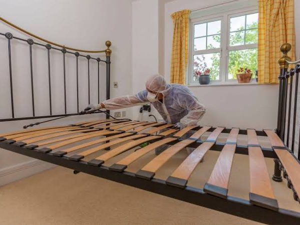bed bugs control services in nairobi kenya