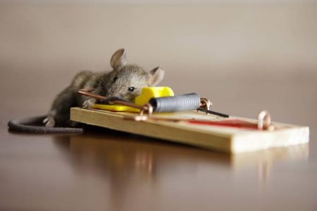 rodent-control-services