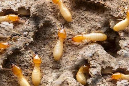 termites-control-services-in-nairobi